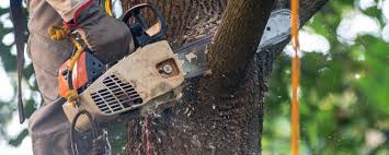 Best Tree Removal  in Peppermill Village, MD