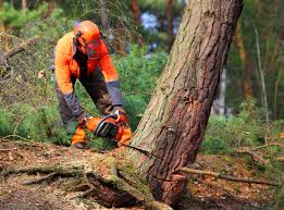 Peppermill Village, MD Tree Removal Company