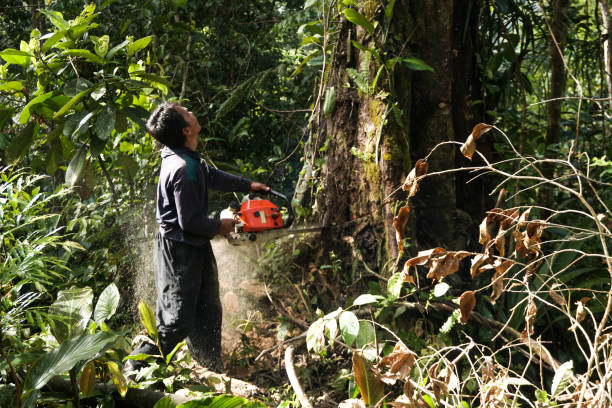 Best Tree Disease Treatment  in Peppermill Village, MD