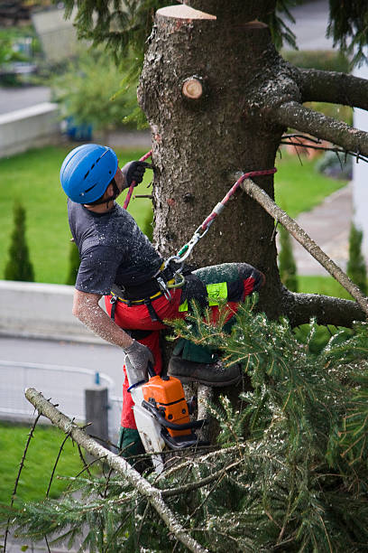 Best Pest Control for Lawns  in Peppermill Village, MD
