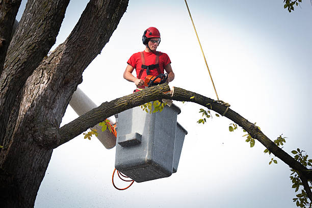 Best Commercial Tree Services  in Peppermill Village, MD