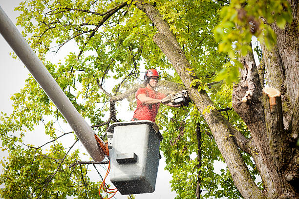 Best Utility Line Clearance  in Peppermill Village, MD